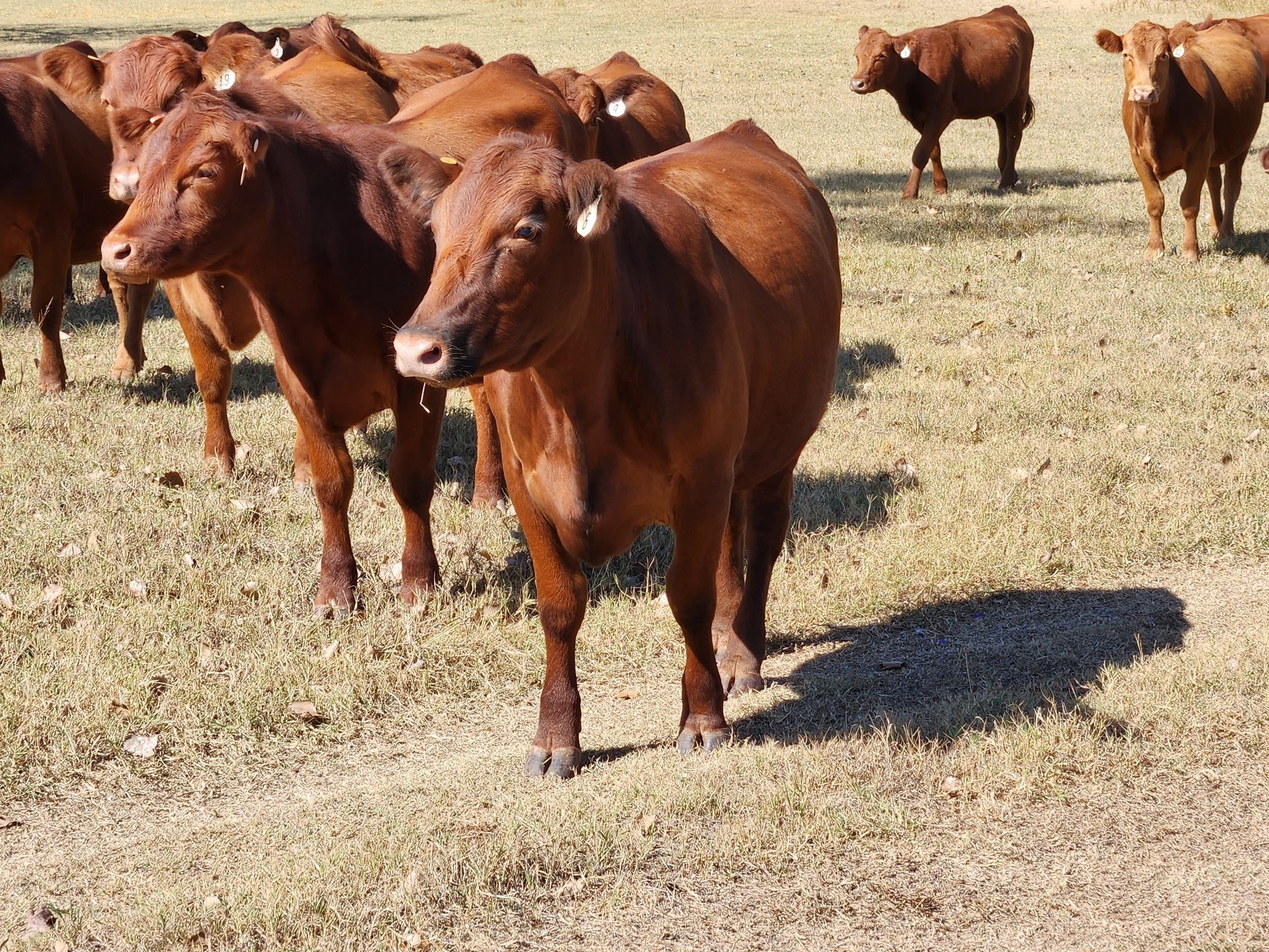 Purebred Red Angus- Bred Heifers, open heifers and steers.